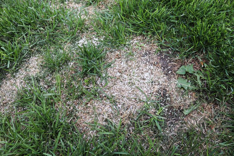 Lawn Rut Repair detail
